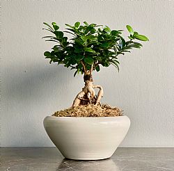 Out of Stock - Bonsai Ficus Ginseng σε κασπώ