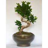 Bonsai Ficus σε κασπώ