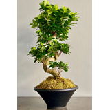 Bonsai Ficus σε κασπώ