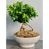 Bonsai Ficus σε κασπώ