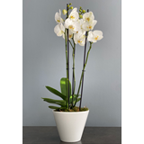 Λευκή Ορχιδέα Phalaenopsis με τρία κλαδιά σε κασπώ