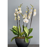 2 φυτά Ορχιδέες Phalaenopsis σε οβάλ κασπώ