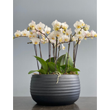 5 Μini Ορχιδέες Phalaenopsis σε μεγάλο κασπώ 