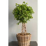 SOLD OUT - Ficus Benjamina σε ψάθινο καλάθι