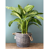 Dieffenbachia σε ψάθινο καλάθι