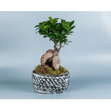 Bonsai Ficus Ginseng σε κασπώ