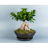 Bonsai Ficus Ginseng σε κασπώ